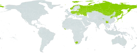 Cystopteris sudetica world distribution map, present in Austria, Belarus, China, Czech Republic, Germany, Estonia, Georgia, Japan, Liberia, Mongolia, Norway, Poland, Korea (Democratic People's Republic of), Romania, Russian Federation, Slovakia, Ukraine, and South Africa