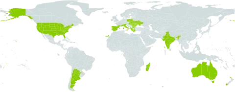 Cytisus multiflorus world distribution map, present in Albania, Argentina, Australia, Bulgaria, Spain, France, Greece, Hungary, India, Italy, Moldova (Republic of), Madagascar, New Zealand, Poland, Portugal, Romania, Slovakia, Ukraine, and United States of America