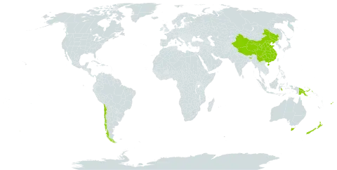 Dacrydium world distribution map, present in Australia, Chile, China, Fiji, Indonesia, India, New Zealand, and Papua New Guinea