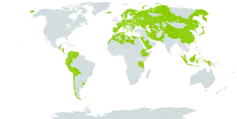 Dactylis glomerata subsp. glomerata world distribution map, present in Åland Islands, Albania, Austria, Bulgaria, Belarus, Bolivia (Plurinational State of), Switzerland, Chile, China, Colombia, Costa Rica, Cyprus, Czech Republic, Germany, Dominica, Denmark, Algeria, Ecuador, Egypt, Spain, Ethiopia, Finland, Fiji, Falkland Islands (Malvinas), France, Micronesia (Federated States of), Georgia, Greece, Guatemala, Haiti, Hungary, Indonesia, Ireland, Iran (Islamic Republic of), Iceland, Italy, Jamaica, Japan, Kazakhstan, Kyrgyzstan, Libya, Lesotho, Morocco, Montenegro, Mauritius, Malaysia, Norfolk Island, Nicaragua, Netherlands, Norway, Nepal, Pakistan, Peru, Poland, Puerto Rico, Korea (Democratic People's Republic of), Portugal, Réunion, Romania, Russian Federation, Saudi Arabia, Sweden, Turks and Caicos Islands, Turkmenistan, Tunisia, Taiwan, Province of China, Tanzania, United Republic of, Ukraine, Uruguay, Uzbekistan, Venezuela (Bolivarian Republic of), and Yemen