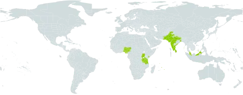 Dalbergia latifolia world distribution map, present in Indonesia, India, Kenya, Sri Lanka, Mauritius, Malaysia, Nigeria, Nepal, Pakistan, Réunion, Singapore, Tanzania, United Republic of, and Uganda