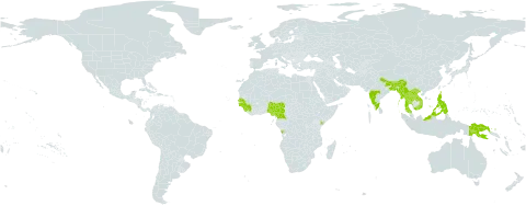 Dalbergia pinnata world distribution map, present in Angola, Bangladesh, Brunei Darussalam, Bhutan, China, Cameroon, Guinea, Guinea-Bissau, Indonesia, India, Kenya, Lao People's Democratic Republic, Myanmar, Malaysia, Nigeria, Nepal, Philippines, Papua New Guinea, Senegal, Sierra Leone, Thailand, and Viet Nam