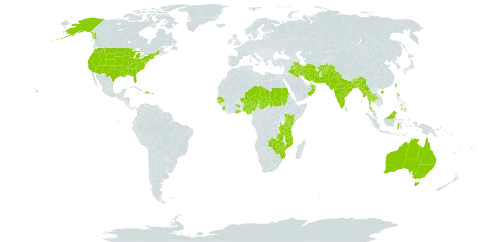 Dalbergia rostrata world distribution map, present in Afghanistan, Australia, Bonaire, Sint Eustatius and Saba, Bangladesh, Brunei Darussalam, Bhutan, China, Dominican Republic, Ghana, Guinea-Bissau, Indonesia, India, Iran (Islamic Republic of), Iraq, Kenya, Sri Lanka, Myanmar, Mozambique, Malaysia, Niger, Nigeria, Nepal, Oman, Pakistan, Philippines, Puerto Rico, Sudan, Senegal, Singapore, Sierra Leone, Chad, Thailand, Taiwan, Province of China, Tanzania, United Republic of, Uganda, United States of America, Zambia, and Zimbabwe
