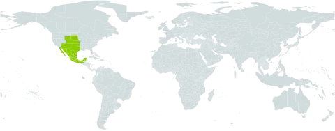 Dalea aurea world distribution map, present in Mexico and United States of America
