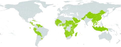 Dalechampia world distribution map, present in Angola, Belize, Bolivia (Plurinational State of), Botswana, Central African Republic, China, Congo, Comoros, Costa Rica, Cuba, Djibouti, Dominica, Ecuador, Eritrea, Ethiopia, Gabon, Ghana, Guinea, Guatemala, Guyana, Honduras, Haiti, Indonesia, Kenya, Lao People's Democratic Republic, Liberia, Madagascar, Mali, Myanmar, Mozambique, Mauritania, Mauritius, Namibia, Nigeria, Nicaragua, Oman, Pakistan, Panama, Peru, Puerto Rico, Paraguay, Saudi Arabia, Sudan, Senegal, Sierra Leone, Somalia, Suriname, eSwatini, Chad, Togo, Thailand, Tanzania, United Republic of, Uganda, Uruguay, Venezuela (Bolivarian Republic of), Viet Nam, Yemen, Zambia, and Zimbabwe