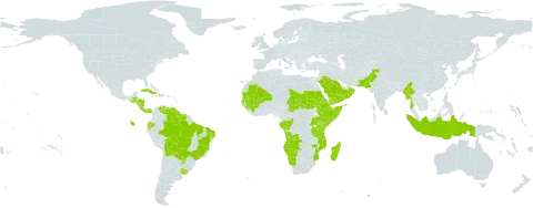 Dalechampia scandens world distribution map, present in Angola, Belize, Bolivia (Plurinational State of), Brazil, Congo, Costa Rica, Cuba, Djibouti, Dominica, Ecuador, Eritrea, Ethiopia, Gabon, Guinea, Guatemala, Guyana, Honduras, Haiti, Indonesia, Kenya, Madagascar, Mali, Myanmar, Mozambique, Mauritania, Namibia, Nicaragua, Oman, Pakistan, Panama, Puerto Rico, Paraguay, Saudi Arabia, Sudan, Senegal, Somalia, Suriname, Chad, Tanzania, United Republic of, Uganda, Uruguay, Venezuela (Bolivarian Republic of), and Yemen