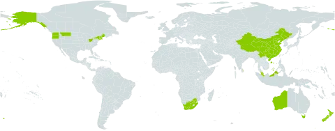 Daphne world distribution map, present in Australia, China, Sri Lanka, Malaysia, New Zealand, United States of America, and South Africa