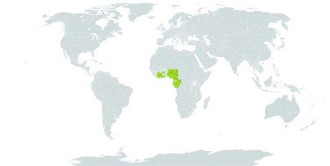 Dasylepis blackii world distribution map, present in Côte d'Ivoire, Cameroon, Congo, Gabon, Ghana, Equatorial Guinea, and Nigeria