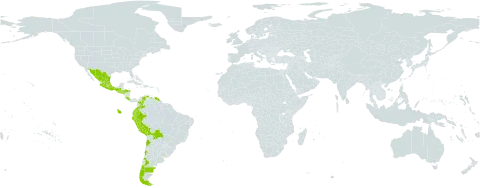 Daucus montanus world distribution map, present in Argentina, Bolivia (Plurinational State of), Chile, Colombia, Costa Rica, Ecuador, Guatemala, Honduras, Mexico, Peru, El Salvador, Uruguay, and Venezuela (Bolivarian Republic of)