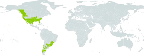 Daucus pusillus world distribution map, present in Argentina, Brazil, Canada, Chile, Mexico, Uruguay, and United States of America