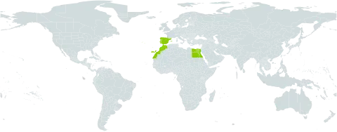 Daveaua anthemoides world distribution map, present in Egypt, Spain, Morocco, and Portugal