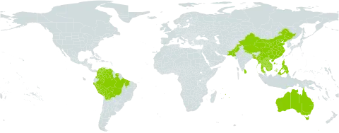 Deguelia scandens world distribution map, present in American Samoa, Australia, Bangladesh, Bolivia (Plurinational State of), Brazil, China, Colombia, French Guiana, Indonesia, India, Cambodia, Saint Kitts and Nevis, Lao People's Democratic Republic, Sri Lanka, Myanmar, Mauritius, Malaysia, Nepal, Pakistan, Peru, Philippines, Réunion, Singapore, Suriname, Thailand, Timor-Leste, Venezuela (Bolivarian Republic of), and Viet Nam