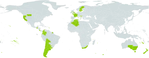 Delairea odorata world distribution map, present in Argentina, Australia, Bolivia (Plurinational State of), Chile, Colombia, Costa Rica, Algeria, Spain, France, United Kingdom of Great Britain and Northern Ireland, Guatemala, Croatia, Italy, Lesotho, New Zealand, Portugal, Sweden, Uruguay, United States of America, and South Africa