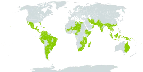 Delonix regia world distribution map, present in Angola, Argentina, American Samoa, Australia, Burundi, Bangladesh, Bahamas, Belize, Brazil, Barbados, Brunei Darussalam, Bhutan, China, Cameroon, Cook Islands, Colombia, Comoros, Costa Rica, Cayman Islands, Djibouti, Dominican Republic, Egypt, Ethiopia, Fiji, Ghana, Guinea, Guatemala, French Guiana, Honduras, Haiti, Indonesia, India, Iran (Islamic Republic of), Jamaica, Kenya, Cambodia, Kiribati, Lao People's Democratic Republic, Libya, Sri Lanka, Madagascar, Maldives, Mexico, Marshall Islands, Mali, Myanmar, Northern Mariana Islands, Mozambique, Mauritius, Malaysia, Mayotte, Niger, Nicaragua, Niue, Nepal, Nauru, Oman, Pakistan, Panama, Peru, Philippines, Papua New Guinea, Paraguay, Réunion, Singapore, Solomon Islands, El Salvador, Somalia, Seychelles, Chad, Togo, Thailand, Tonga, Taiwan, Province of China, Tanzania, United Republic of, Uganda, United States of America, Venezuela (Bolivarian Republic of), Viet Nam, South Africa, Zambia, and Zimbabwe