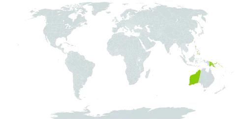 Dendrophthoe curvata world distribution map, present in Australia, Philippines, Papua New Guinea, and Solomon Islands