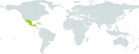 Desmanthus pubescens world distribution map, present in Belize, Cuba, Ghana, Guatemala, Mexico, and Singapore