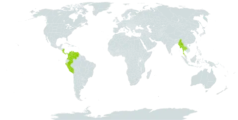 Desmodium campyloclados world distribution map, present in American Samoa, Colombia, Costa Rica, Myanmar, Nicaragua, Panama, Peru, Thailand, and Venezuela (Bolivarian Republic of)