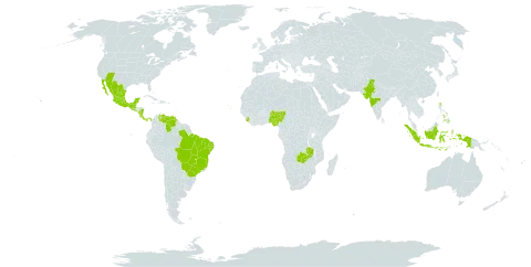 Desmodium procumbens world distribution map, present in Bonaire, Sint Eustatius and Saba, Brazil, Cabo Verde, Costa Rica, Guatemala, Indonesia, India, Mexico, Malawi, Nigeria, Nicaragua, Panama, Philippines, Sierra Leone, El Salvador, United States of America, Venezuela (Bolivarian Republic of), and Zambia
