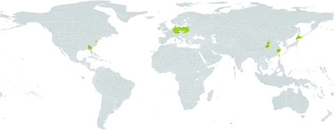 Deutzia gracilis world distribution map, present in China, Germany, Japan, Poland, Slovakia, Taiwan, Province of China, and United States of America