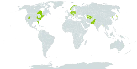 Deutzia scabra world distribution map, present in Austria, Canada, Germany, Croatia, Japan, Myanmar, Norway, Pakistan, Poland, Korea (Democratic People's Republic of), Slovakia, Turkmenistan, United States of America, and Uzbekistan