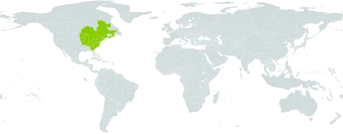 Dicentra canadensis world distribution map, present in Canada and United States of America