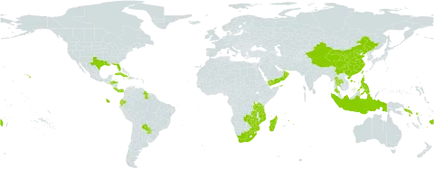 Dichanthium aristatum world distribution map, present in China, Costa Rica, Cuba, Dominica, Ecuador, Fiji, Guyana, Honduras, Haiti, Indonesia, Madagascar, Mozambique, Mauritius, Oman, Panama, Philippines, Puerto Rico, Paraguay, Réunion, Solomon Islands, Seychelles, Thailand, Taiwan, Province of China, Tanzania, United Republic of, United States of America, Yemen, South Africa, Zambia, and Zimbabwe