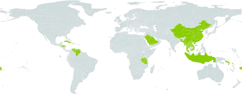 Dichanthium caricosum world distribution map, present in Andorra, Bangladesh, China, Cook Islands, Cuba, Fiji, Honduras, Indonesia, Lao People's Democratic Republic, Myanmar, Mauritius, Nepal, Saudi Arabia, Solomon Islands, Thailand, Tanzania, United Republic of, Venezuela (Bolivarian Republic of), and Viet Nam