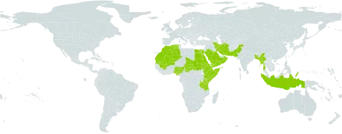 Dichanthium foveolatum world distribution map, present in Bangladesh, Djibouti, Algeria, Egypt, Eritrea, Ethiopia, Indonesia, Iran (Islamic Republic of), Kenya, Kuwait, Morocco, Mali, Myanmar, Mauritania, Nigeria, Oman, Pakistan, Palau, Saudi Arabia, Sudan, Singapore, Somalia, Chad, Tanzania, United Republic of, and Yemen