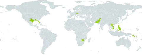 Dichanthium sericeum world distribution map, present in Czech Republic, Lao People's Democratic Republic, Pakistan, Philippines, Solomon Islands, United States of America, Viet Nam, and Zimbabwe