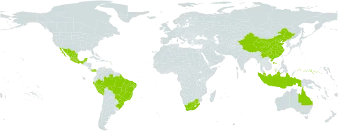 Dichapetalum world distribution map, present in Australia, Bonaire, Sint Eustatius and Saba, Brazil, China, Micronesia (Federated States of), Indonesia, Mexico, Malaysia, Panama, Peru, and South Africa