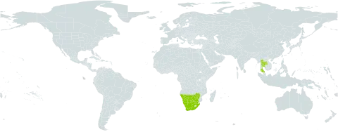 Dichilus lebeckioides world distribution map, present in Botswana, Namibia, Thailand, South Africa, and Zimbabwe