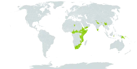 Dichrocephala chrysanthemifolia world distribution map, present in Bhutan, Central African Republic, China, Cameroon, Djibouti, Eritrea, Ethiopia, Equatorial Guinea, Indonesia, India, Kenya, Myanmar, Mozambique, Malawi, Nepal, Philippines, Papua New Guinea, Rwanda, Saudi Arabia, Somalia, South Sudan, Chad, Tanzania, United Republic of, Uganda, Yemen, and South Africa