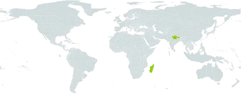 Dichrocephala integrifolia subsp. gracilis world distribution map, present in India, Madagascar, and Nepal