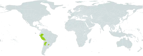 Dicliptera scutellata world distribution map, present in Argentina, Bolivia (Plurinational State of), and Peru