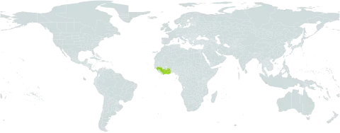 Dicranolepis persei world distribution map, present in Côte d'Ivoire, Ghana, and Guinea