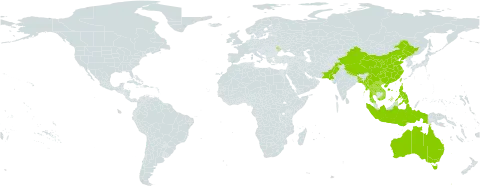 Dienia world distribution map, present in Andorra, Australia, Bangladesh, China, Indonesia, Lao People's Democratic Republic, Moldova (Republic of), Myanmar, Nepal, Pakistan, Philippines, Thailand, Taiwan, Province of China, and Viet Nam