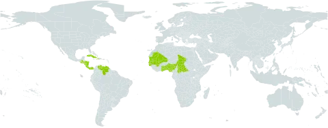 Digitaria argillacea world distribution map, present in Benin, Central African Republic, Costa Rica, Cuba, Dominica, Ghana, Gambia, Guinea-Bissau, Guatemala, Honduras, Haiti, Mali, Mauritania, Nigeria, Nicaragua, Panama, Puerto Rico, Senegal, Chad, Togo, and Venezuela (Bolivarian Republic of)
