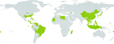 Digitaria bicornis world distribution map, present in Åland Islands, Andorra, Bangladesh, Bahamas, Bolivia (Plurinational State of), Brazil, China, Costa Rica, Cuba, Cayman Islands, Dominica, Ecuador, Fiji, Georgia, Guatemala, Honduras, Haiti, Indonesia, Jamaica, Japan, Lao People's Democratic Republic, Libya, Moldova (Republic of), Madagascar, Myanmar, Mauritania, Mauritius, Nicaragua, Nepal, Nauru, Panama, Philippines, Puerto Rico, Paraguay, Réunion, Thailand, Uruguay, United States of America, Venezuela (Bolivarian Republic of), Viet Nam, and Samoa