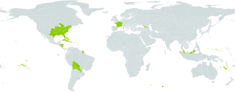 Digitaria filiformis world distribution map, present in Åland Islands, Bahamas, Bolivia (Plurinational State of), Cuba, Dominica, France, Micronesia (Federated States of), Georgia, Honduras, Haiti, Malaysia, Nicaragua, Puerto Rico, Paraguay, and United States of America