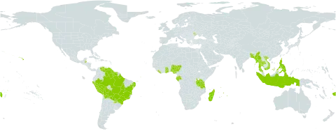 Digitaria fuscescens world distribution map, present in Andorra, Bangladesh, Belize, Bolivia (Plurinational State of), Brazil, Cook Islands, Fiji, Gabon, Ghana, Guyana, Indonesia, Liberia, Moldova (Republic of), Madagascar, Myanmar, Mauritius, Nigeria, Peru, Philippines, Puerto Rico, Paraguay, Réunion, Suriname, Thailand, Tanzania, United Republic of, United States of America, Venezuela (Bolivarian Republic of), Viet Nam, and Samoa