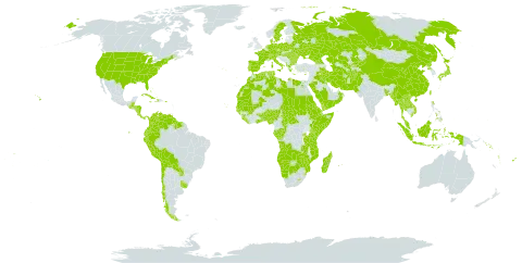 Digitaria world distribution map, present in Aruba, Afghanistan, Angola, Åland Islands, Albania, Andorra, Austria, Benin, Burkina Faso, Bangladesh, Bulgaria, Bahamas, Belarus, Belize, Bermuda, Bolivia (Plurinational State of), Botswana, Central African Republic, Switzerland, Chile, China, Congo, Cook Islands, Colombia, Comoros, Cabo Verde, Costa Rica, Cuba, Cayman Islands, Cyprus, Czech Republic, Germany, Djibouti, Dominica, Denmark, Algeria, Ecuador, Egypt, Eritrea, Spain, Ethiopia, Fiji, France, Micronesia (Federated States of), Gabon, Georgia, Ghana, Guinea, Gambia, Guinea-Bissau, Greece, Guatemala, Guyana, Honduras, Haiti, Hungary, Indonesia, Iran (Islamic Republic of), Iraq, Italy, Jamaica, Japan, Kazakhstan, Kenya, Kyrgyzstan, Kuwait, Lao People's Democratic Republic, Liberia, Libya, Lesotho, Morocco, Moldova (Republic of), Madagascar, Maldives, Mali, Myanmar, Mozambique, Mauritania, Mauritius, Malaysia, Namibia, Norfolk Island, Nigeria, Nicaragua, Netherlands, Nepal, Nauru, Oman, Pakistan, Panama, Pitcairn, Peru, Philippines, Palau, Poland, Puerto Rico, Korea (Democratic People's Republic of), Portugal, Paraguay, Réunion, Romania, Russian Federation, Rwanda, Saudi Arabia, Sudan, Senegal, Singapore, Solomon Islands, Sierra Leone, Somalia, Suriname, Sweden, eSwatini, Seychelles, Turks and Caicos Islands, Chad, Togo, Thailand, Tokelau, Turkmenistan, Tonga, Tunisia, Tuvalu, Taiwan, Province of China, Tanzania, United Republic of, Uganda, Ukraine, Uruguay, United States of America, Uzbekistan, Venezuela (Bolivarian Republic of), Viet Nam, Vanuatu, Wallis and Futuna, Samoa, Yemen, Zambia, and Zimbabwe