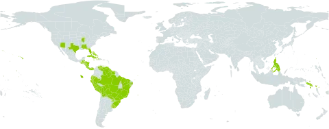 Digitaria insularis world distribution map, present in Aruba, Åland Islands, Bahamas, Belize, Bermuda, Bolivia (Plurinational State of), Brazil, Costa Rica, Cuba, Cayman Islands, Dominica, Ecuador, Guatemala, Guyana, Honduras, Haiti, Jamaica, Nicaragua, Panama, Peru, Philippines, Puerto Rico, Paraguay, Solomon Islands, Suriname, Uruguay, United States of America, and Venezuela (Bolivarian Republic of)