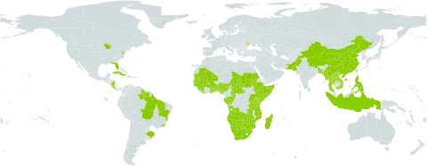 Digitaria longiflora world distribution map, present in Angola, Andorra, Benin, Burkina Faso, Bangladesh, Bermuda, Brazil, Botswana, Central African Republic, China, Congo, Costa Rica, Cuba, Ethiopia, Gabon, Ghana, Guinea, Gambia, Guinea-Bissau, Guyana, Indonesia, Kenya, Lao People's Democratic Republic, Liberia, Moldova (Republic of), Madagascar, Mali, Myanmar, Mozambique, Mauritania, Mauritius, Namibia, Nigeria, Nicaragua, Nepal, Pakistan, Philippines, Puerto Rico, Réunion, Rwanda, Sudan, Senegal, Sierra Leone, Somalia, Suriname, eSwatini, Chad, Togo, Thailand, Taiwan, Province of China, Tanzania, United Republic of, Uganda, United States of America, Viet Nam, Wallis and Futuna, Samoa, South Africa, Zambia, and Zimbabwe