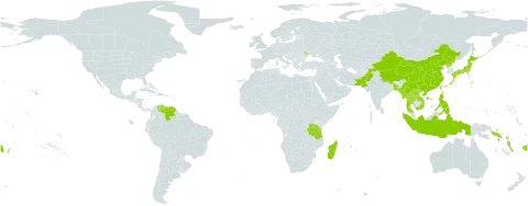 Digitaria radicosa world distribution map, present in Andorra, Bangladesh, China, Cook Islands, Fiji, Indonesia, Japan, Lao People's Democratic Republic, Moldova (Republic of), Madagascar, Myanmar, Mauritius, Nepal, Nauru, Pakistan, Philippines, Korea (Democratic People's Republic of), Réunion, Solomon Islands, Seychelles, Thailand, Tonga, Taiwan, Province of China, Tanzania, United Republic of, United States of America, Venezuela (Bolivarian Republic of), Viet Nam, Vanuatu, Wallis and Futuna, and Samoa