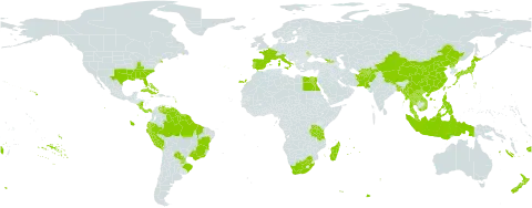 Digitaria violascens world distribution map, present in Afghanistan, Åland Islands, Andorra, Bangladesh, Bahamas, Bermuda, Brazil, China, Cook Islands, Costa Rica, Cuba, Ecuador, Egypt, Spain, Fiji, France, Georgia, Guyana, Indonesia, Italy, Jamaica, Japan, Lao People's Democratic Republic, Moldova (Republic of), Madagascar, Myanmar, Mauritius, Malaysia, Norfolk Island, Nicaragua, Nepal, Nauru, New Zealand, Pakistan, Panama, Peru, Philippines, Puerto Rico, Korea (Democratic People's Republic of), Portugal, Paraguay, Réunion, Suriname, Turks and Caicos Islands, Thailand, Taiwan, Province of China, Tanzania, United Republic of, United States of America, Venezuela (Bolivarian Republic of), Viet Nam, Wallis and Futuna, Samoa, and South Africa