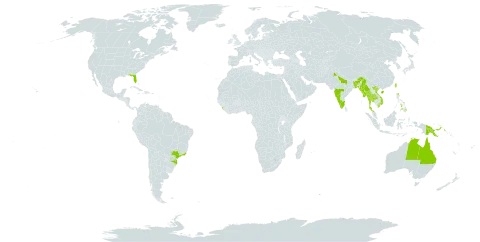 Dimocarpus longan world distribution map, present in Australia, Bangladesh, Brazil, China, India, Iceland, Sri Lanka, Myanmar, Philippines, Papua New Guinea, Thailand, Taiwan, Province of China, United States of America, and Viet Nam