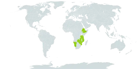 Dioscorea cochleari-apiculata world distribution map, present in Burkina Faso, Cabo Verde, Ethiopia, Mozambique, Namibia, Tanzania, United Republic of, Zambia, and Zimbabwe