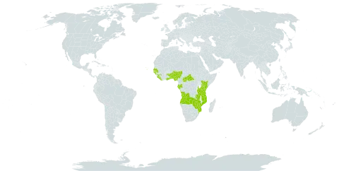 Dioscorea hirtiflora world distribution map, present in Angola, Benin, Central African Republic, Cabo Verde, Gabon, Ghana, Guinea, Guinea-Bissau, Kenya, Liberia, Mozambique, Nigeria, Senegal, Sierra Leone, Togo, Tanzania, United Republic of, Zambia, and Zimbabwe