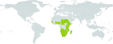 Dioscorea quartiniana world distribution map, present in Angola, Benin, Burkina Faso, Botswana, Central African Republic, Cabo Verde, Eritrea, Ethiopia, Ghana, Gambia, Guinea-Bissau, Kenya, Madagascar, Mozambique, Namibia, Nigeria, Rwanda, Sudan, Senegal, Sierra Leone, eSwatini, Chad, Tanzania, United Republic of, Uganda, South Africa, Zambia, and Zimbabwe