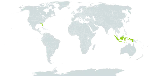 Diospyros ebenum world distribution map, present in Andorra, Indonesia, and United States of America